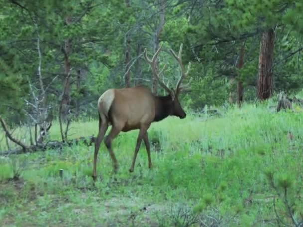 Elk in the Rocky Mountains Colorado — Stock video